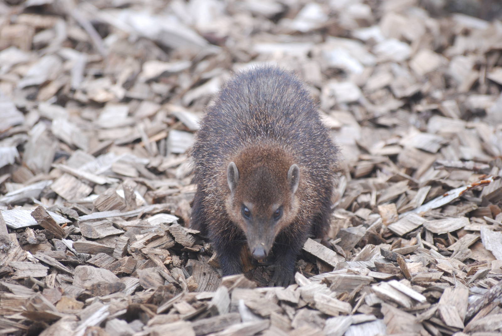 Long-nosed Cusimanse at Folly Farm, 01/08/11