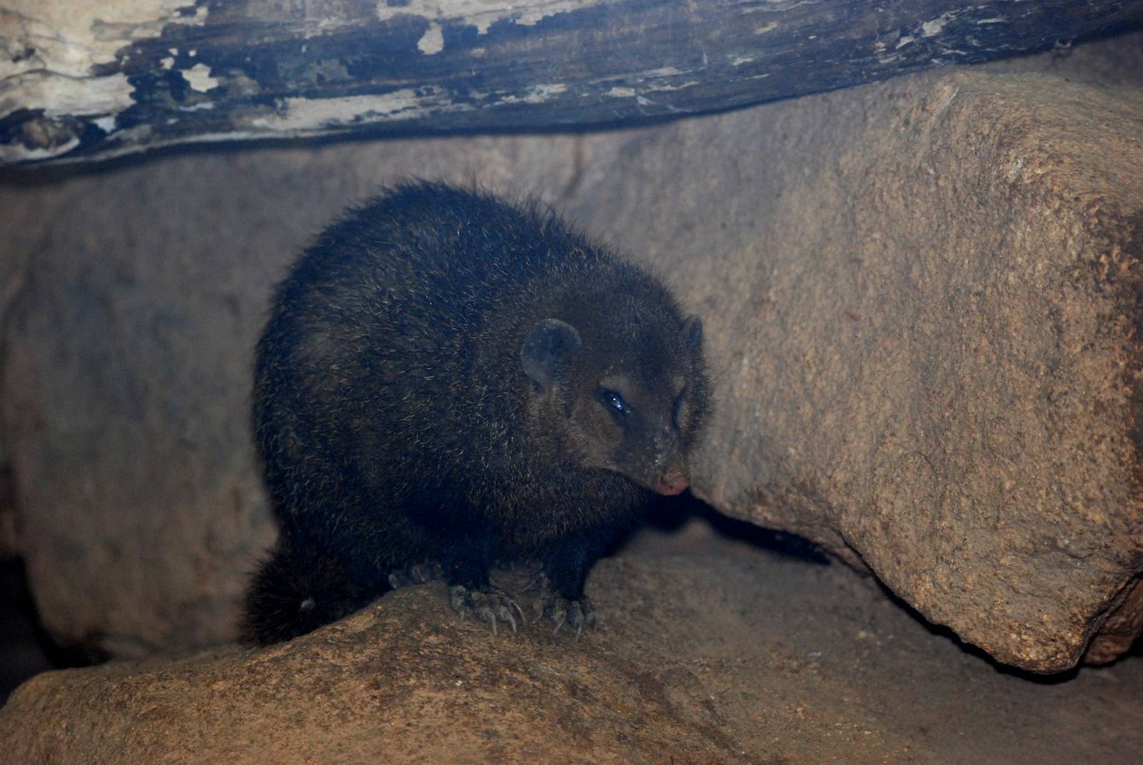 Long-nosed Cusimanse at Pilsen, 31/08/12