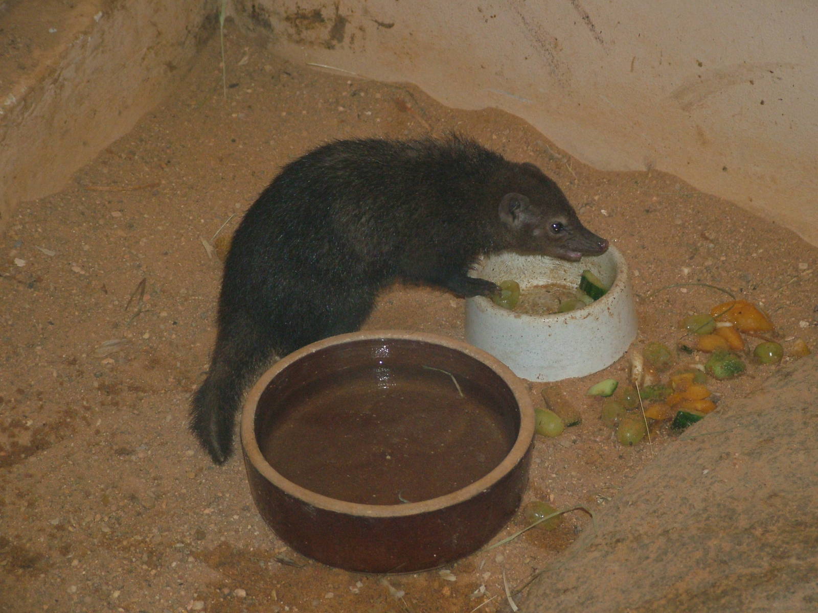 Long-nosed Cusimanse at Plzen, 25/05/10