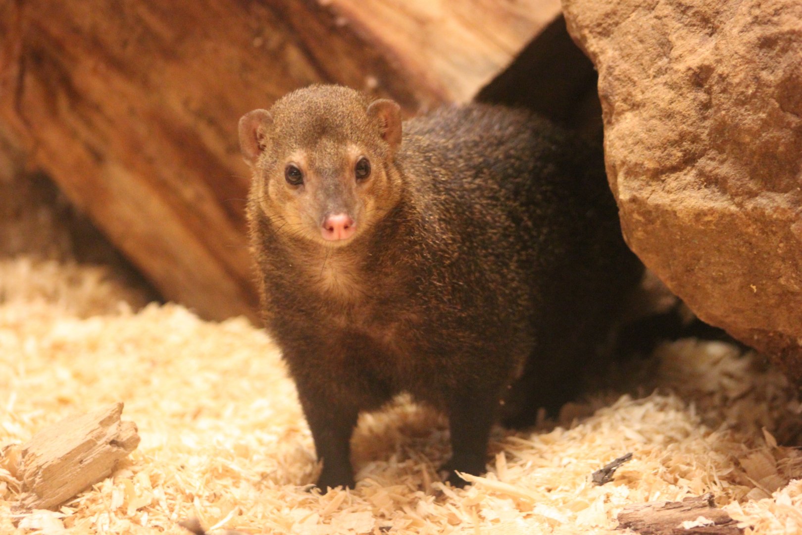 Long-nosed cusimanse (Crossarchus obscurus)