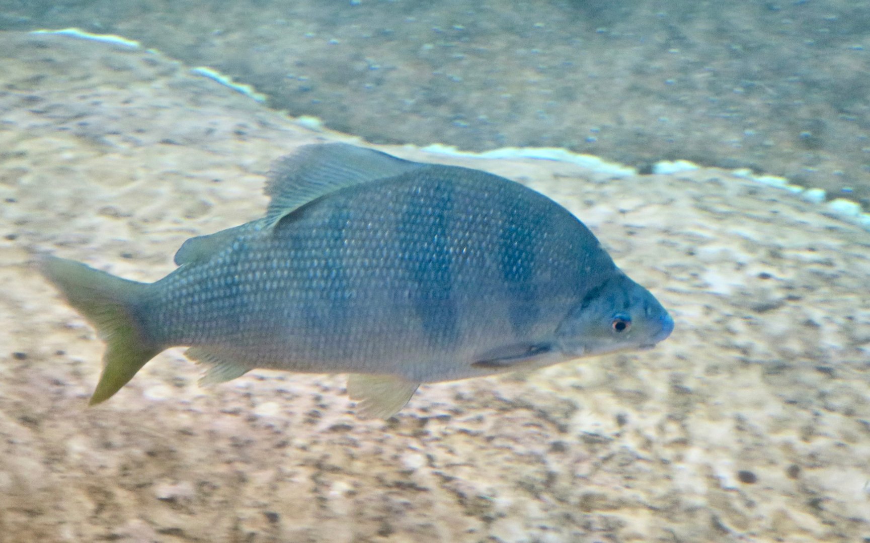 Long-Nosed Distichodus (Distichodus lusosso)