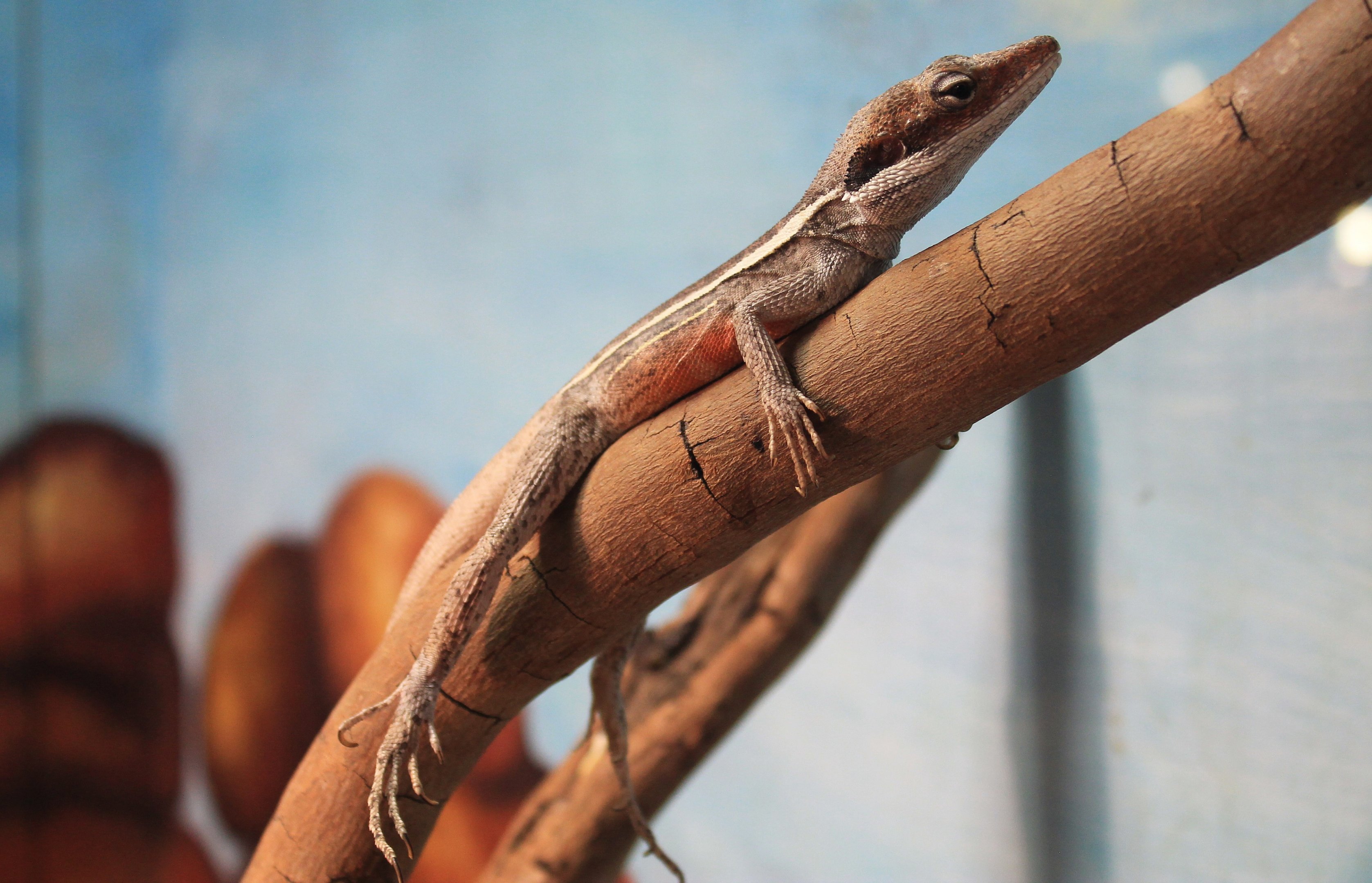 Long-nosed Dragon (Gowidon longirostris)
