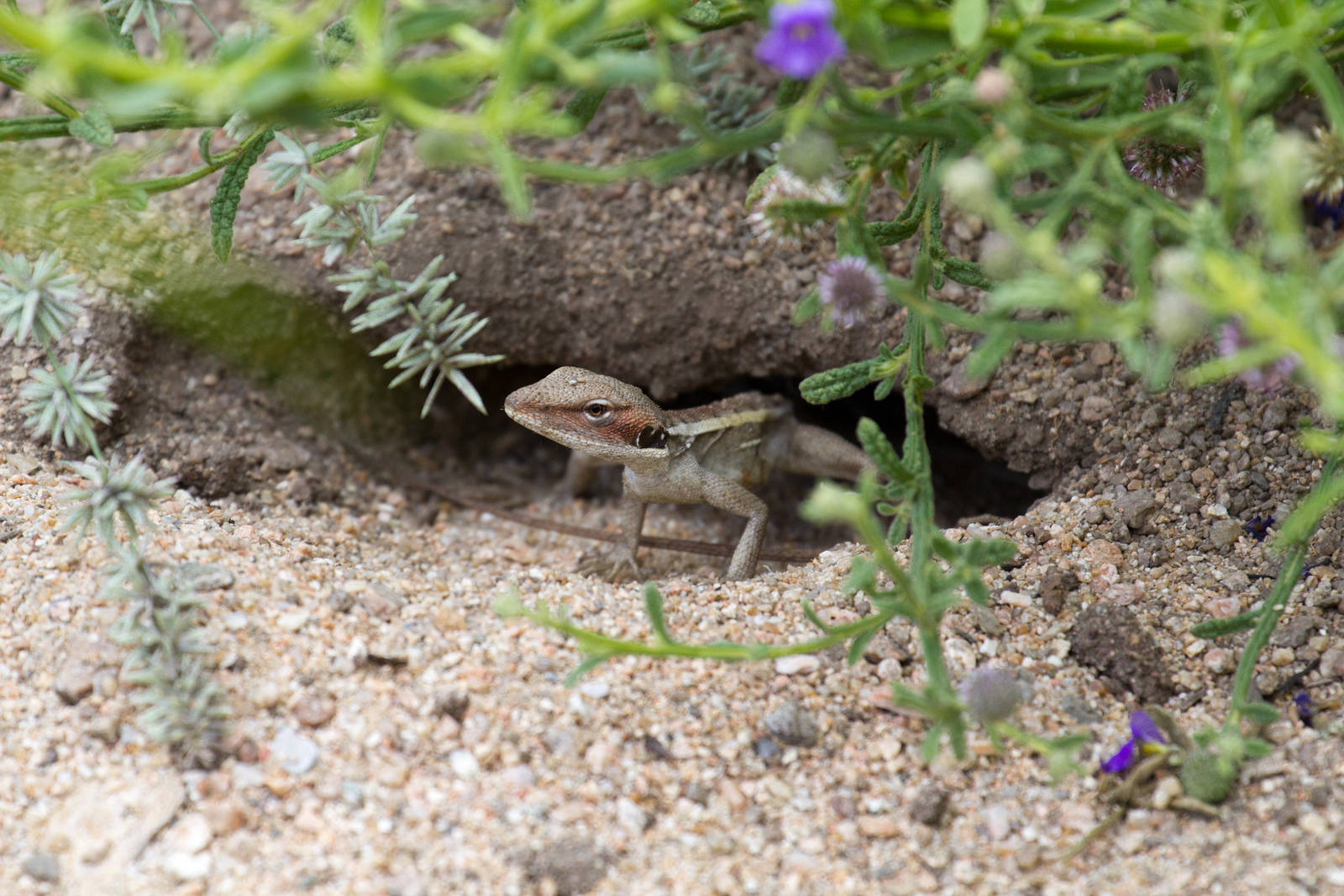 Long-nosed Dragon juvenile