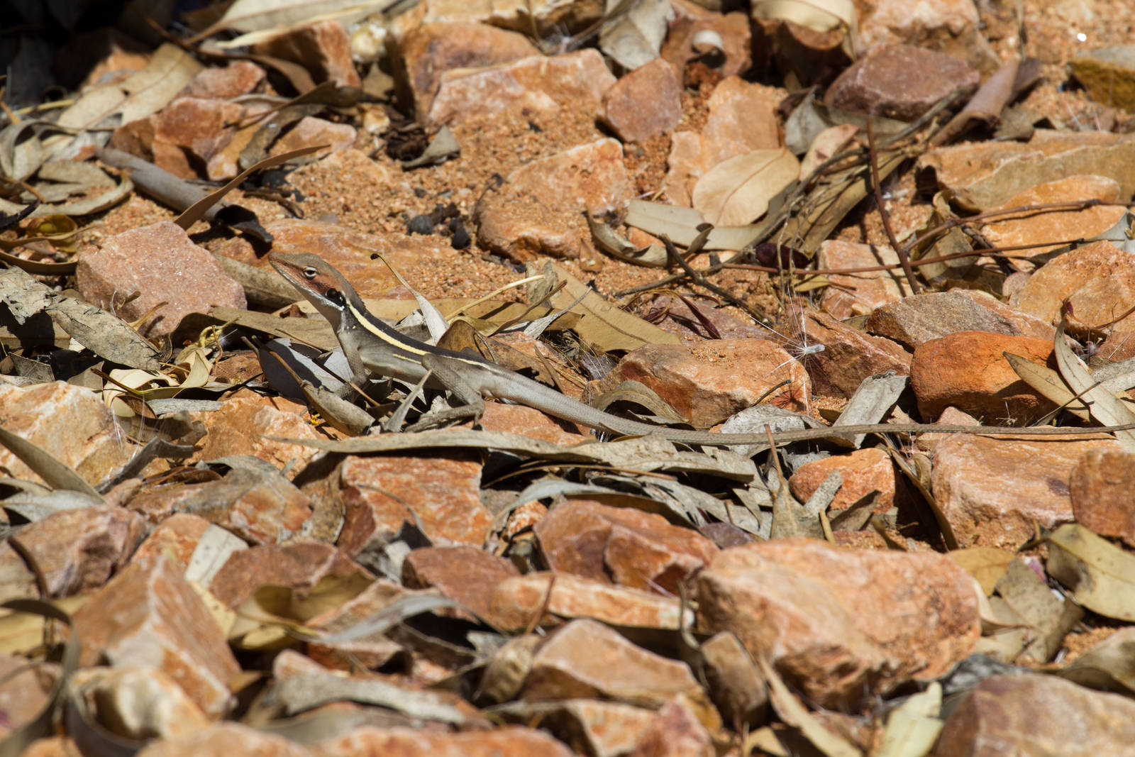 Long-nosed Dragon -wild lizard