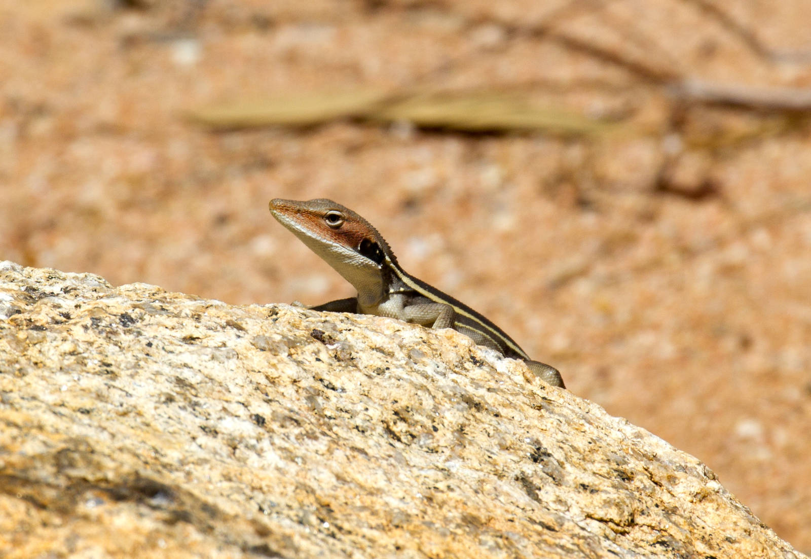 Long-nosed Dragon - wild lizard