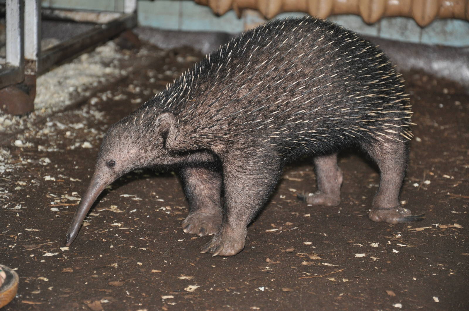 Long-nosed echidna/ Zaglossus bruijni