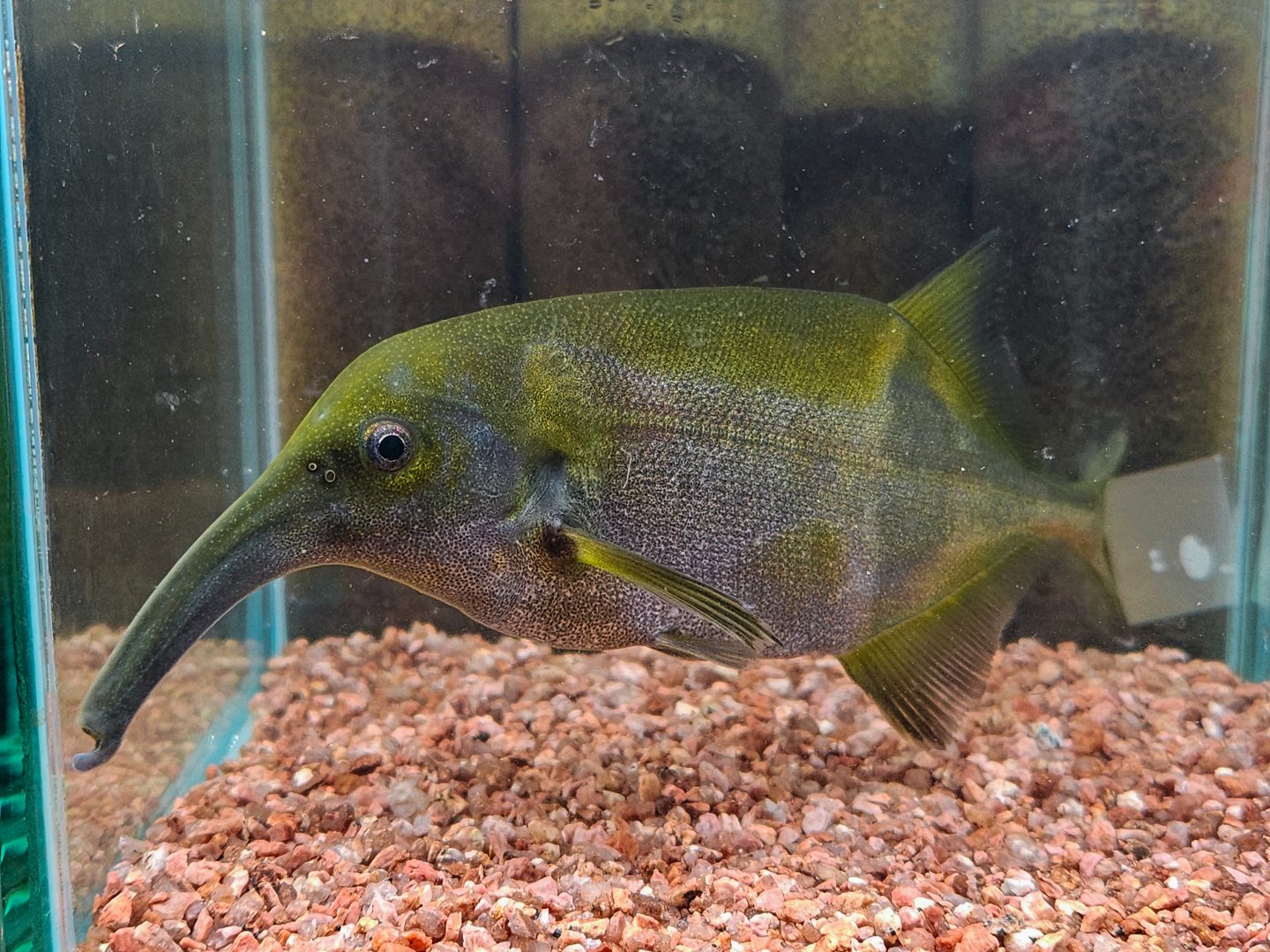 Long-nosed Elephantfish (Campylomormyrus cf. numenius)