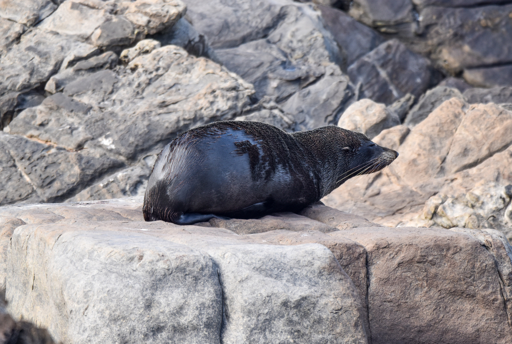Long-nosed Fur Seal