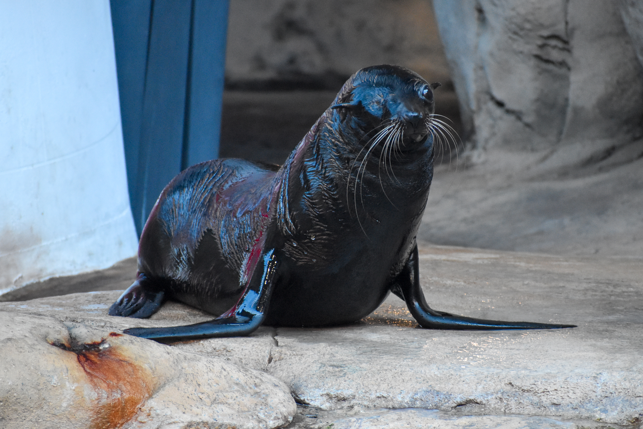 Long-nosed Fur Seal