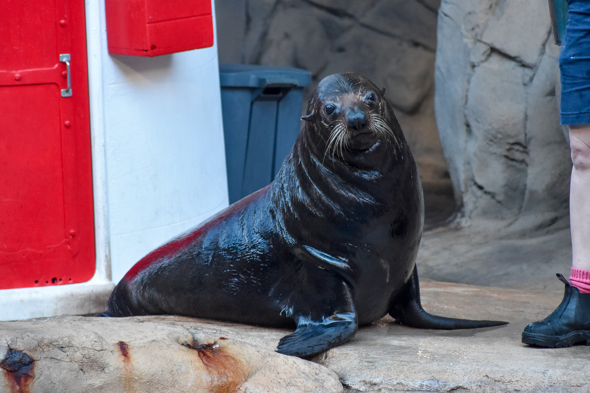 Long-nosed Fur Seal