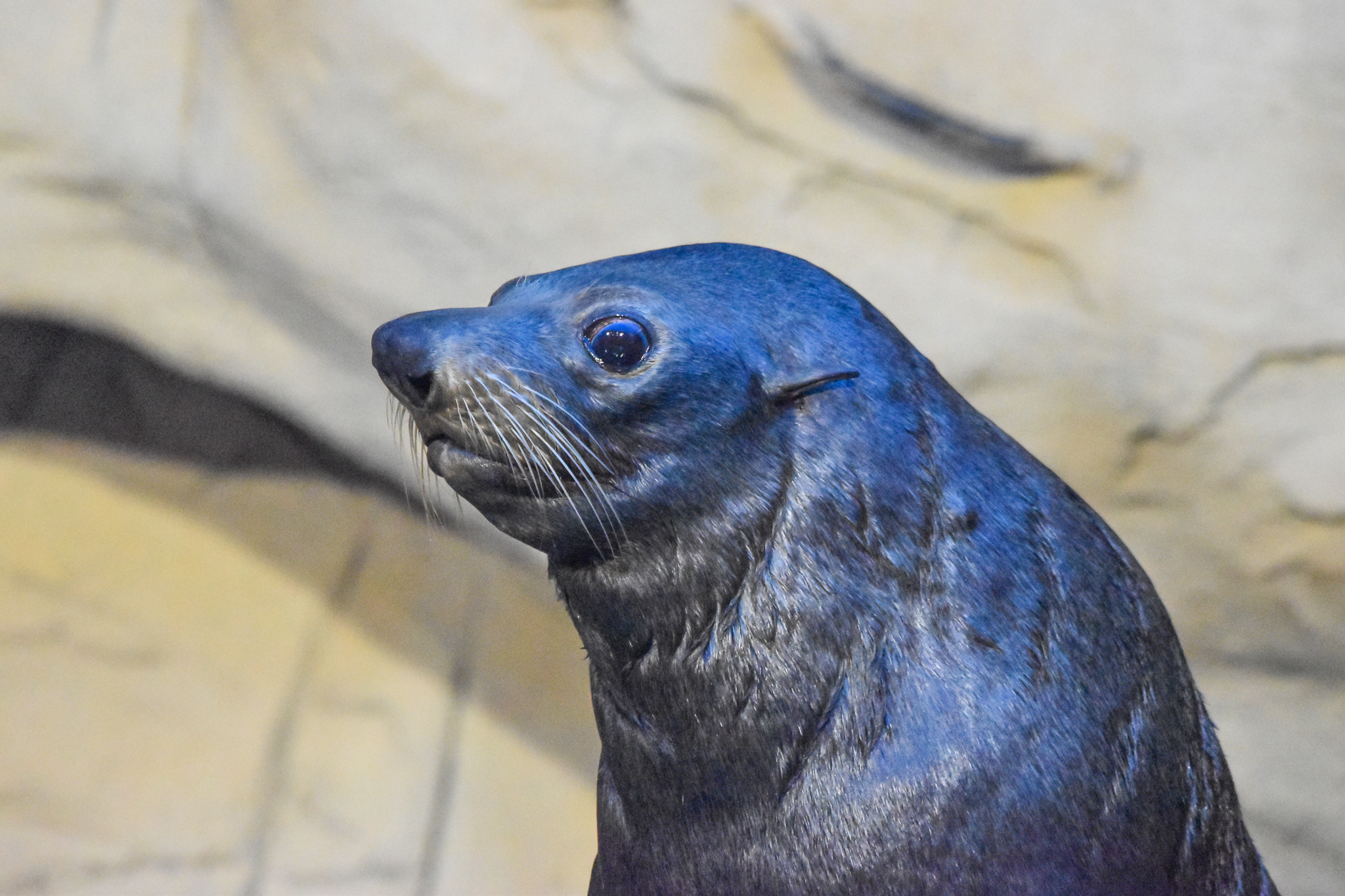 Long-nosed Fur Seal