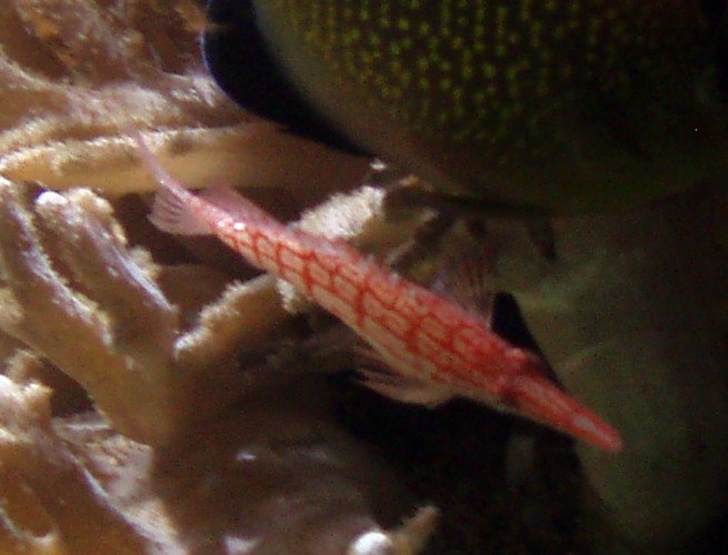 Long-nosed Hawkfish (Oxycirrhites typus)