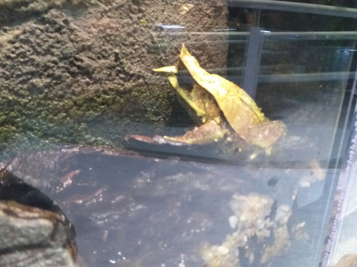 Long-nosed horned frog -BioDomo (2019)