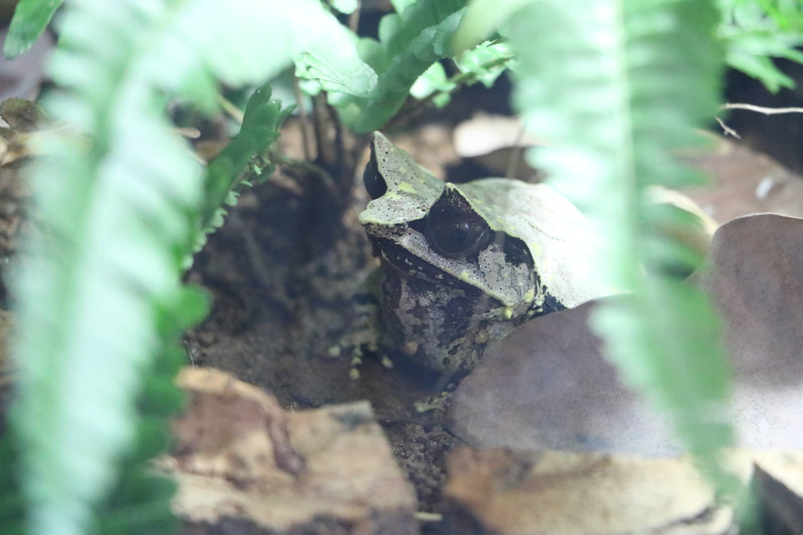 Long-nosed horned frog, February 2016