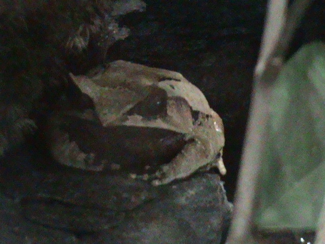 long-nosed horned frog (megophrys nasuta) 030910