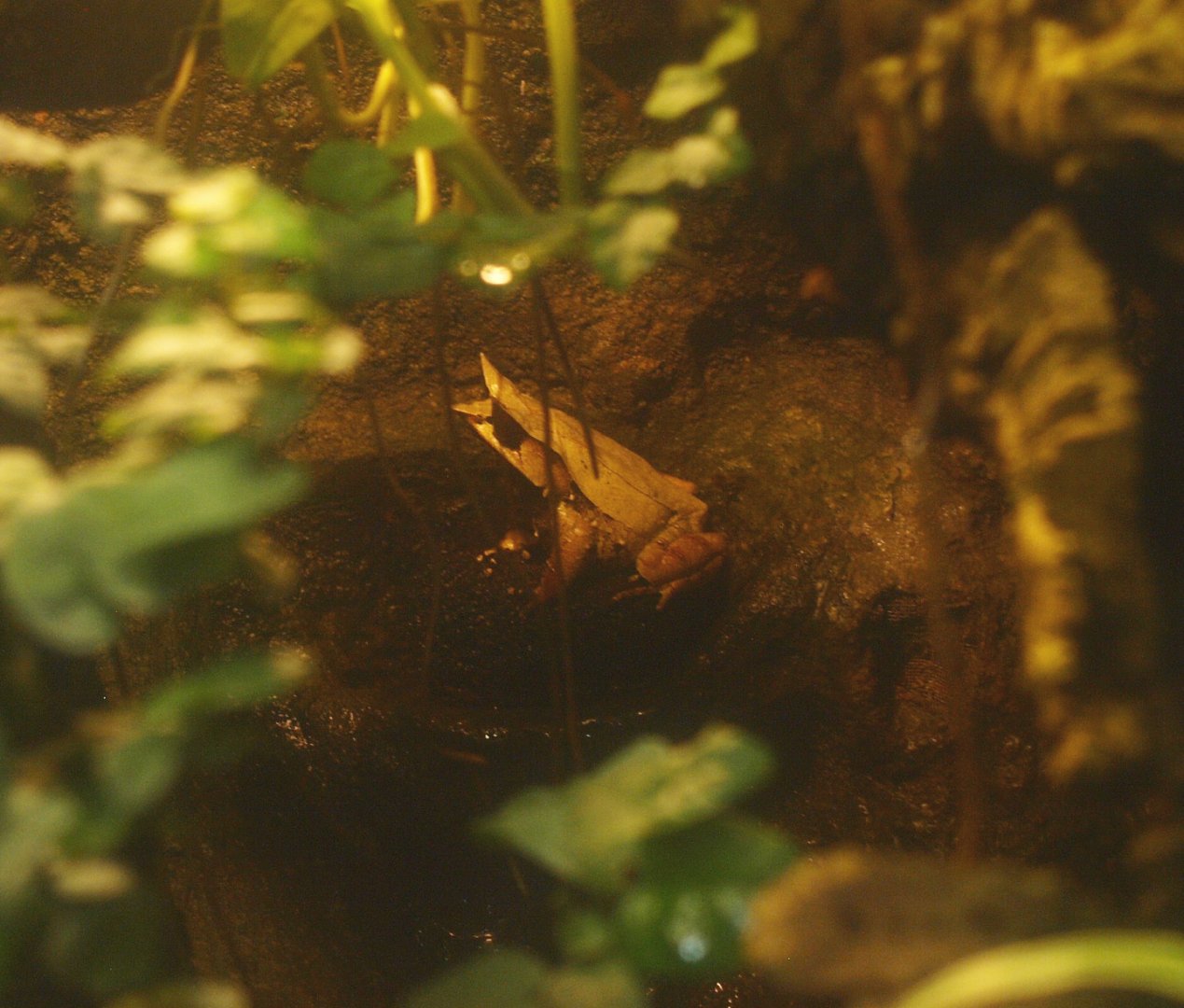 Long-nosed horned frog (Megophrys nasuta), 2017-02-06