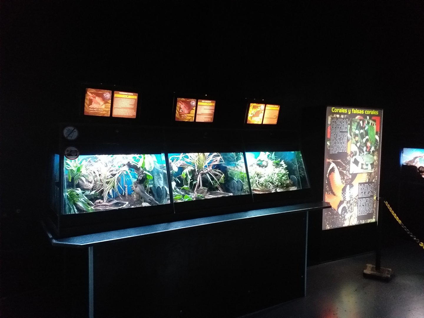 Long-nosed horned frog, Rococo toad and Giant leaf frog exhibits -TerraNatura Benidorm (2021)