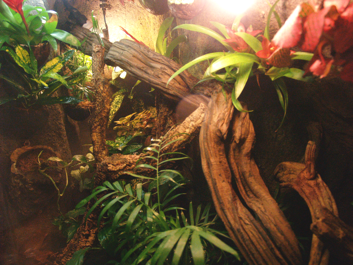 Long-nosed horned frog terrarium, 2009-04-14