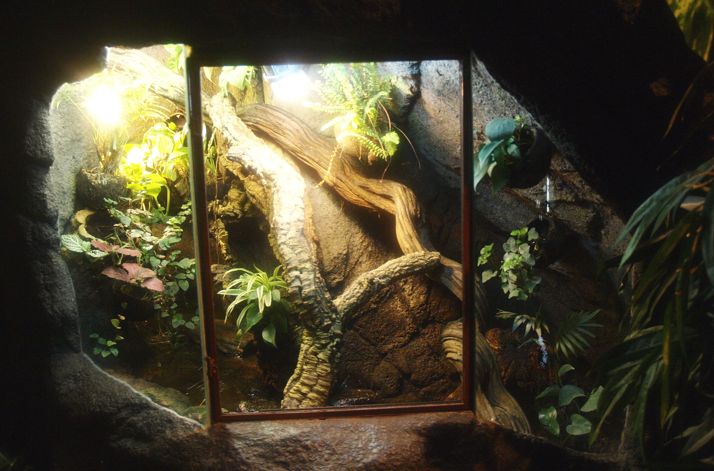 Long-nosed horned frog terrarium, 2017-02-06