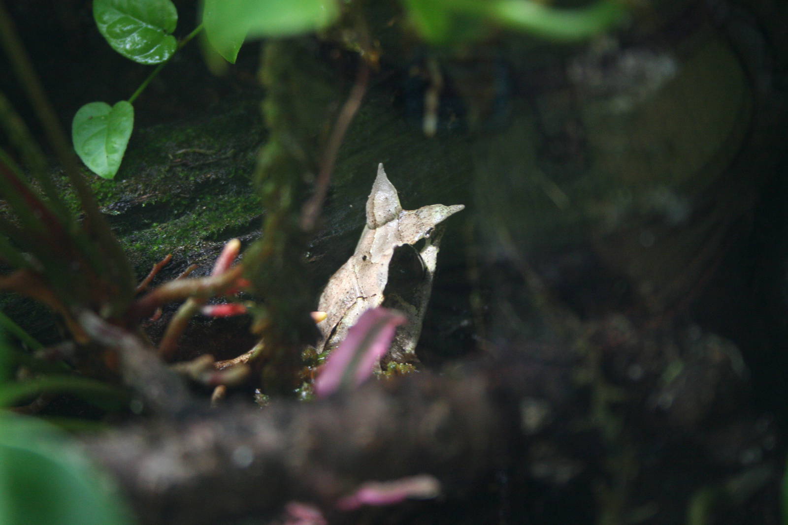 Long-nosed horned frog