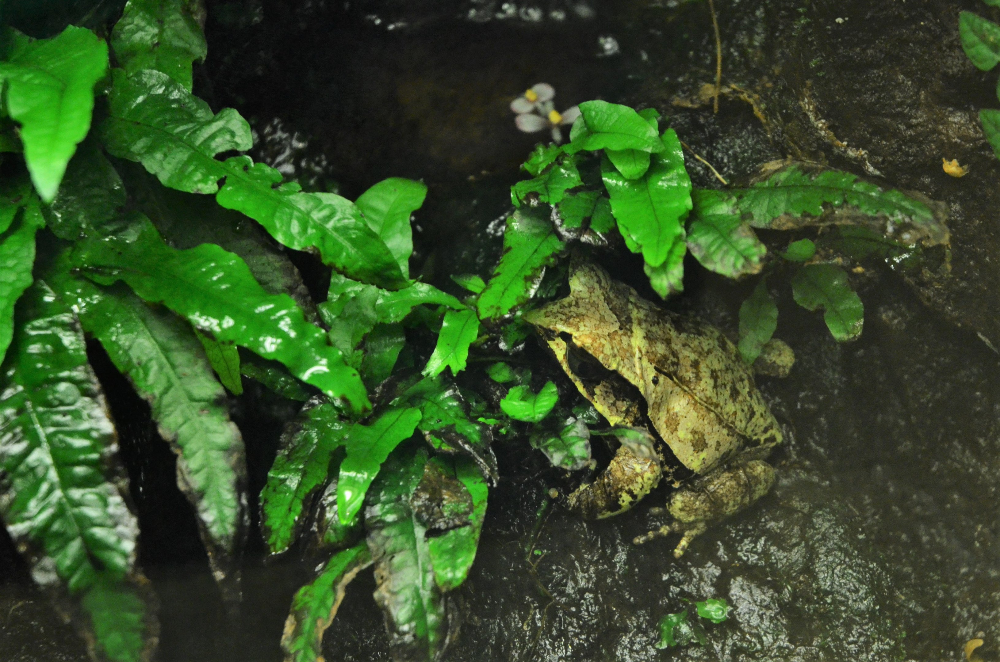Long-nosed Leaf Frog at Biotropica, 16/06/18