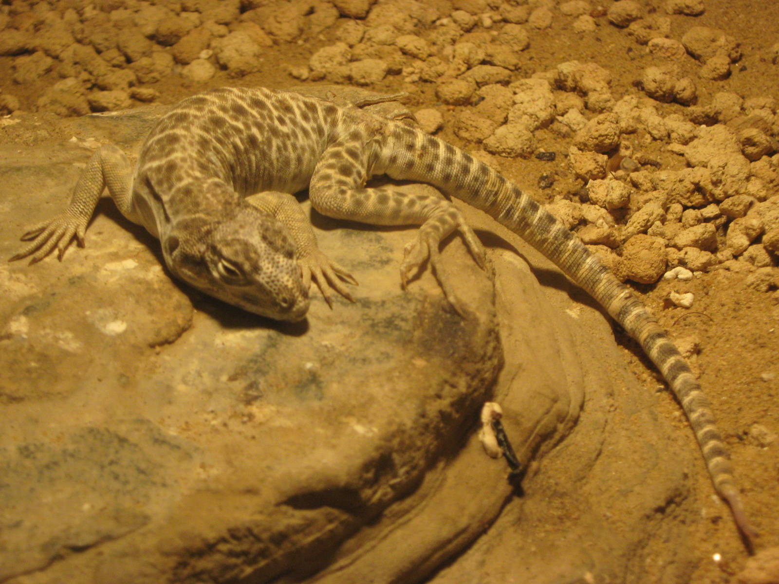 Long-nosed leopard lizard (Gambelia wislizenii)