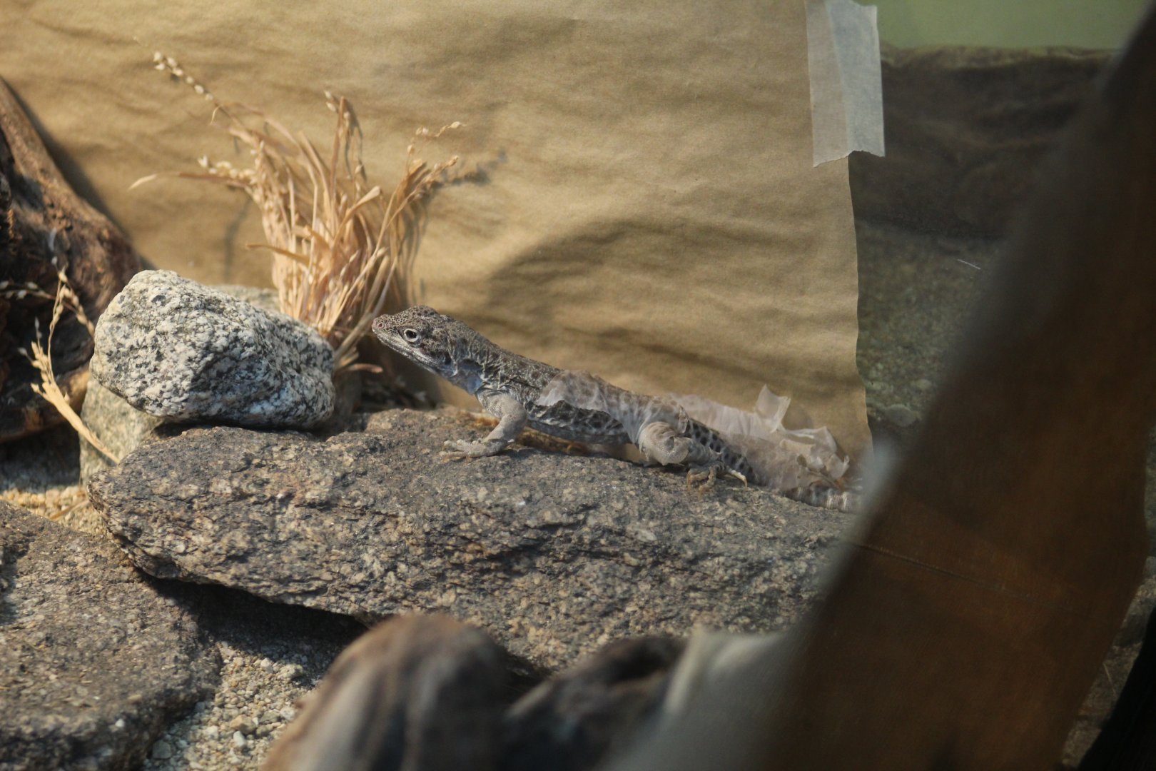 Long-Nosed Leopard Lizard