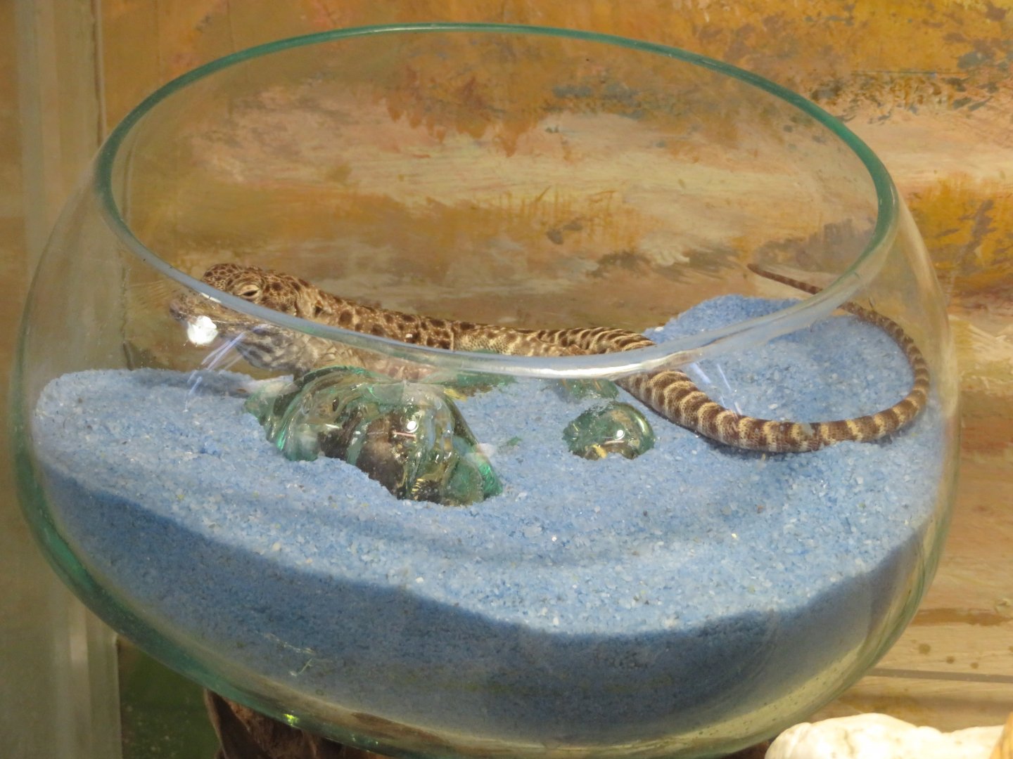 Long-nosed Leopard Lizard