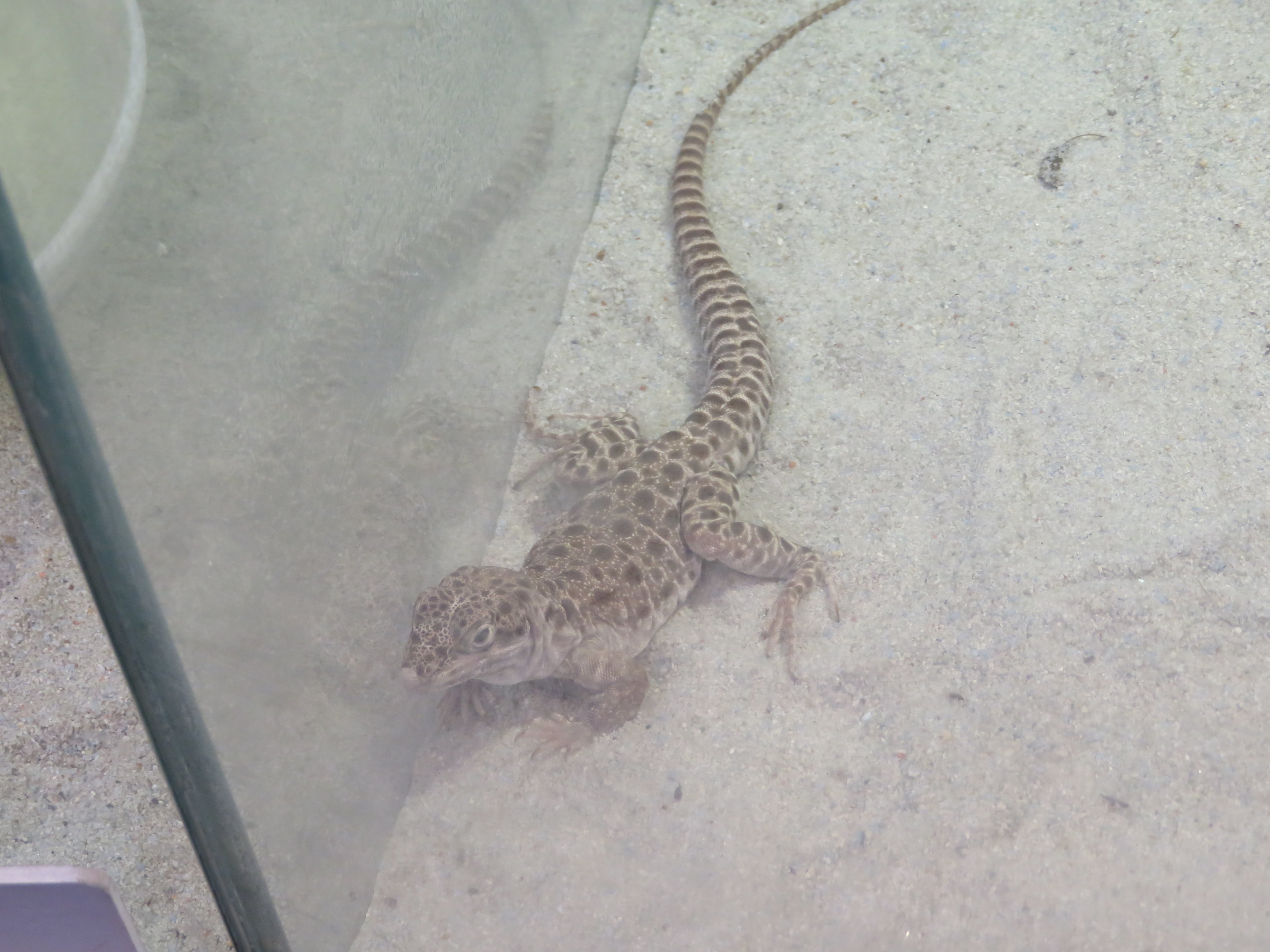 Long-nosed Leopard Lizard