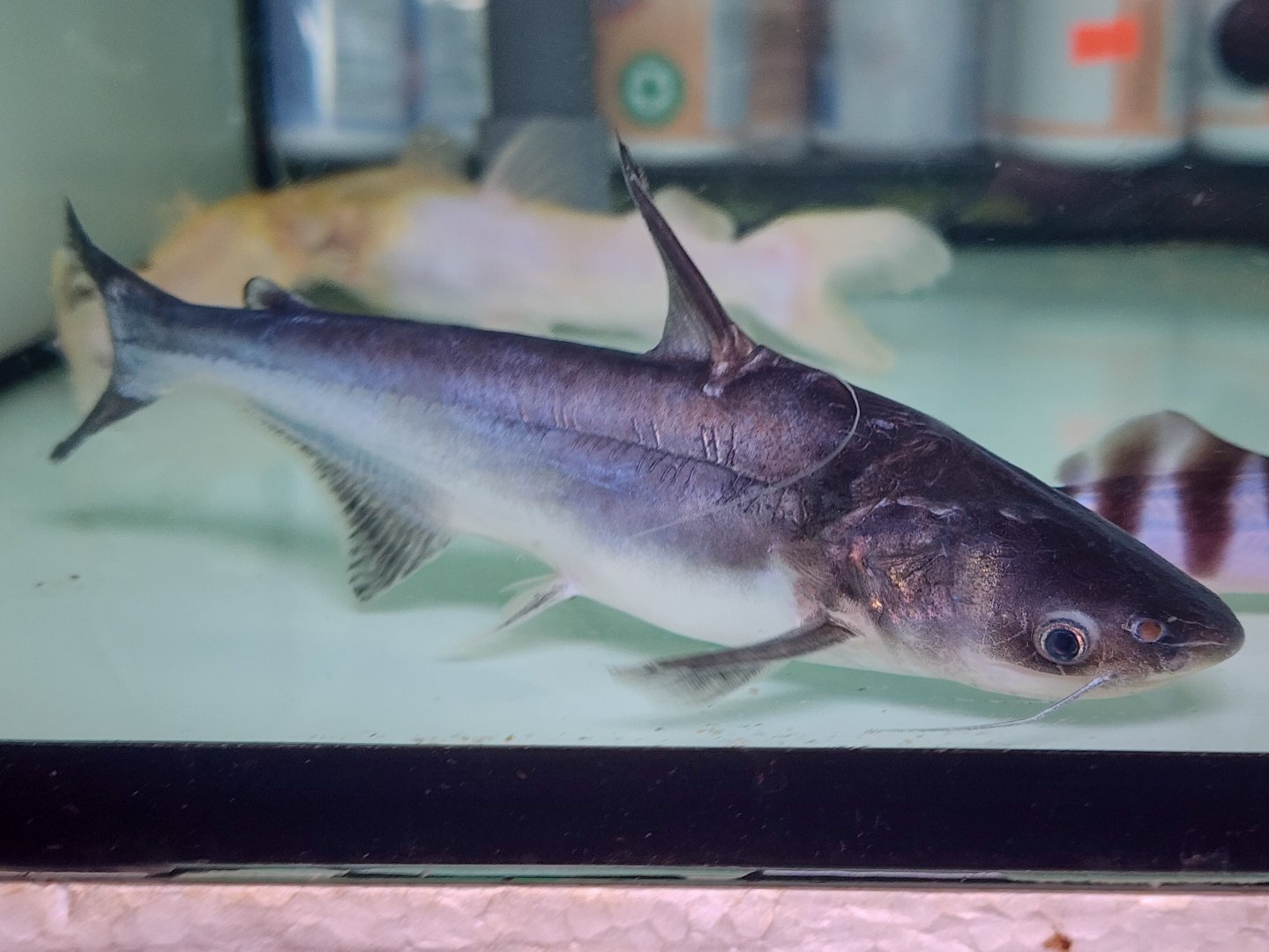 Long-nosed Pangasius (Pangasius nasutus)