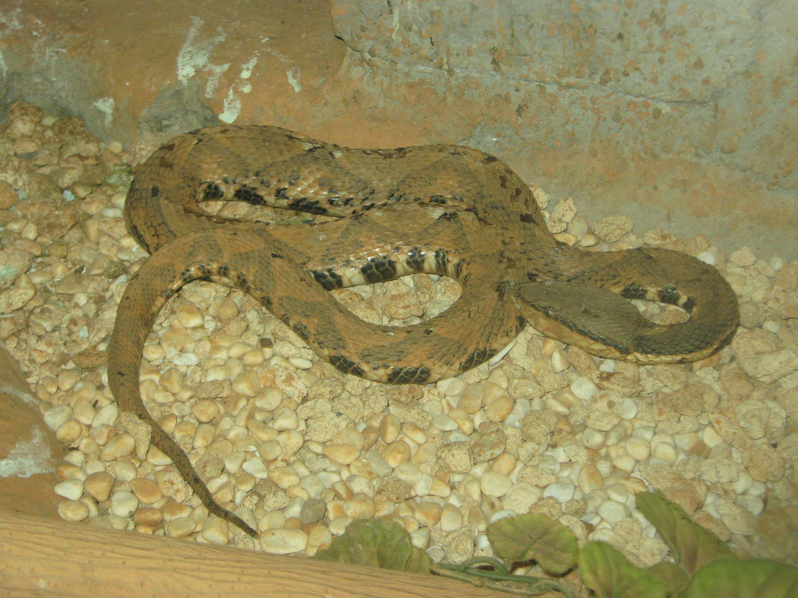 Long-nosed pit viper (Deinagkistrodon acutus)