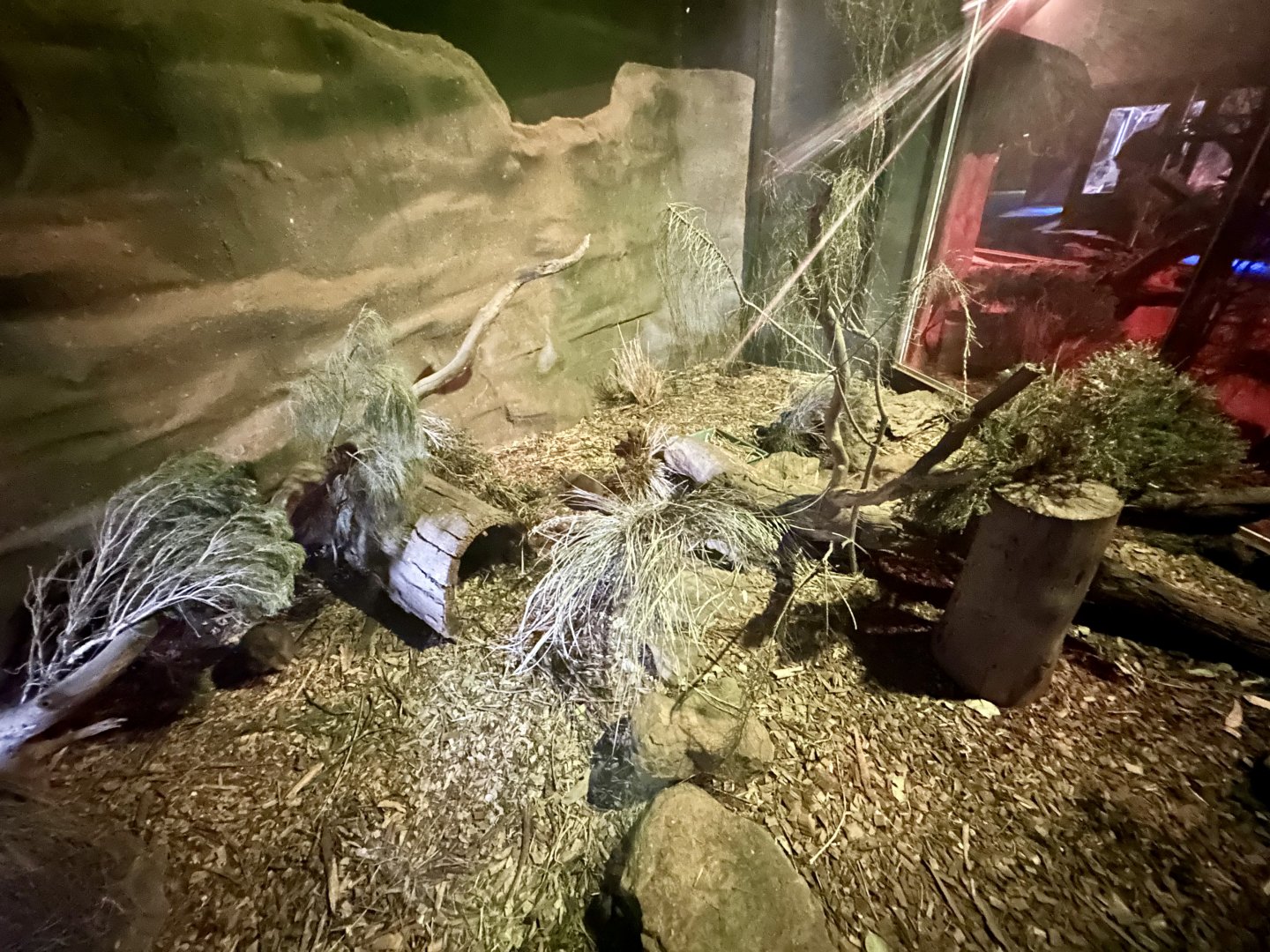 Long-nosed Potaroo Exhibit