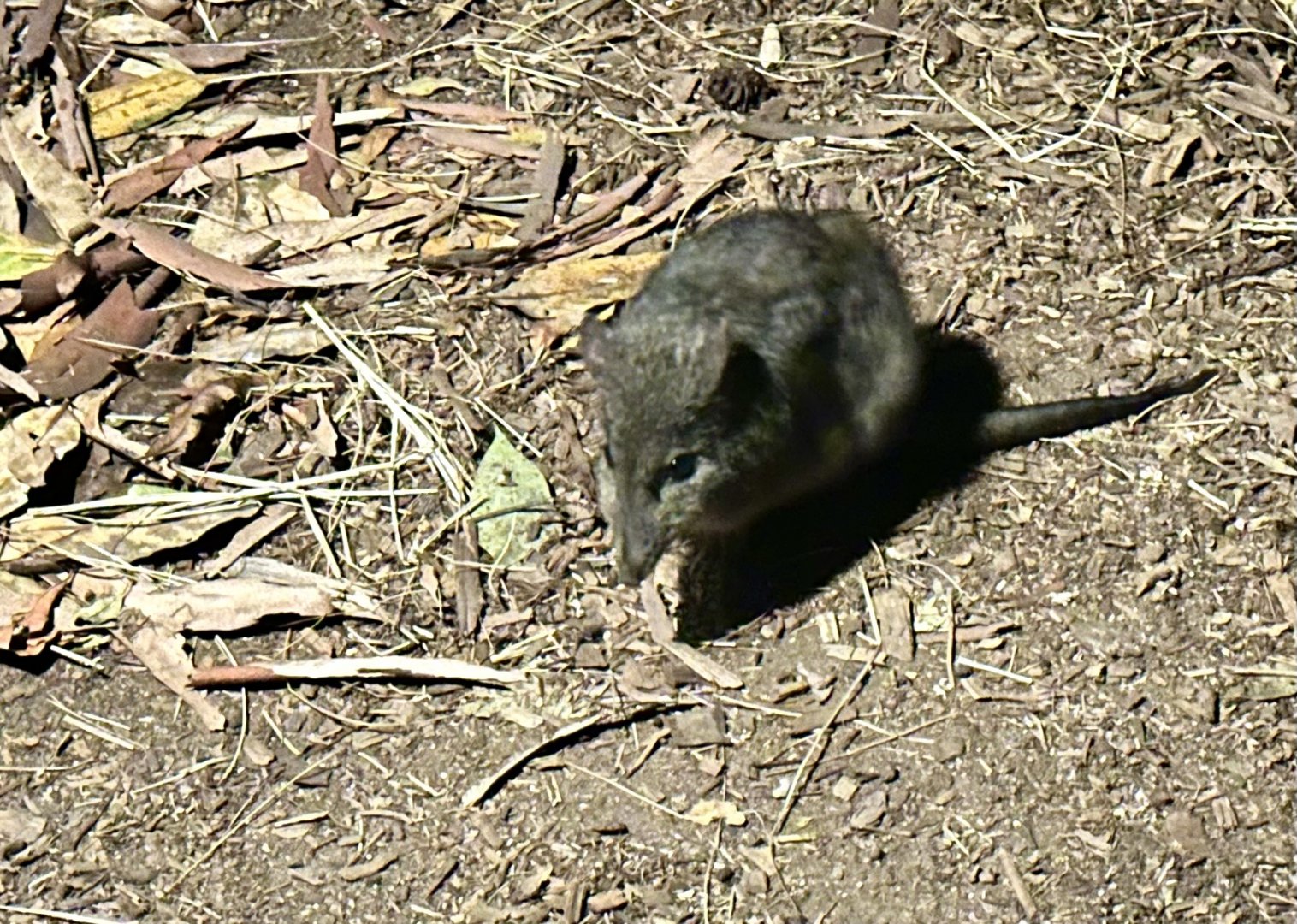 Long-nosed potaroo (Potorous tridactylus)