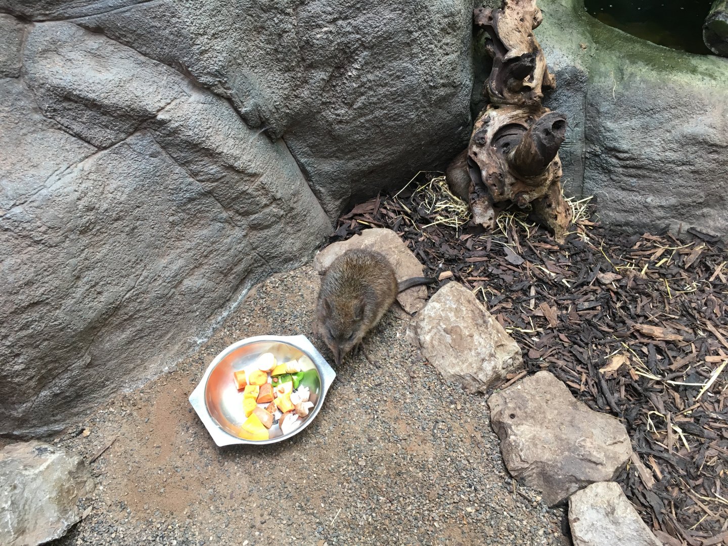 Long-nosed potoroo 010817