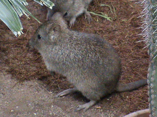 long-nosed potoroo 04/10