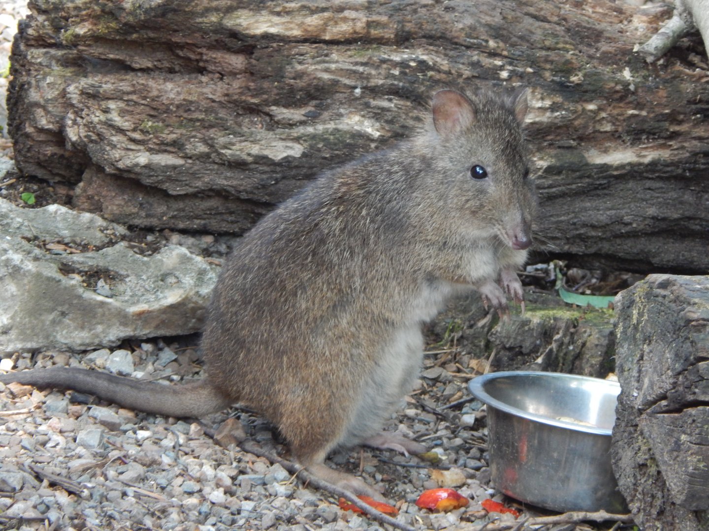 Long-nosed potoroo 060625