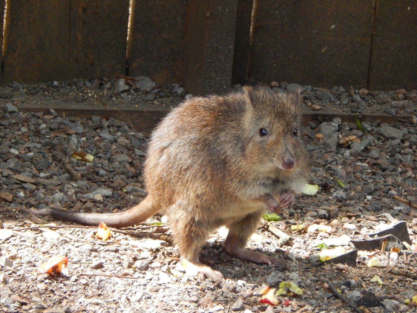 Long-nosed potoroo 060625