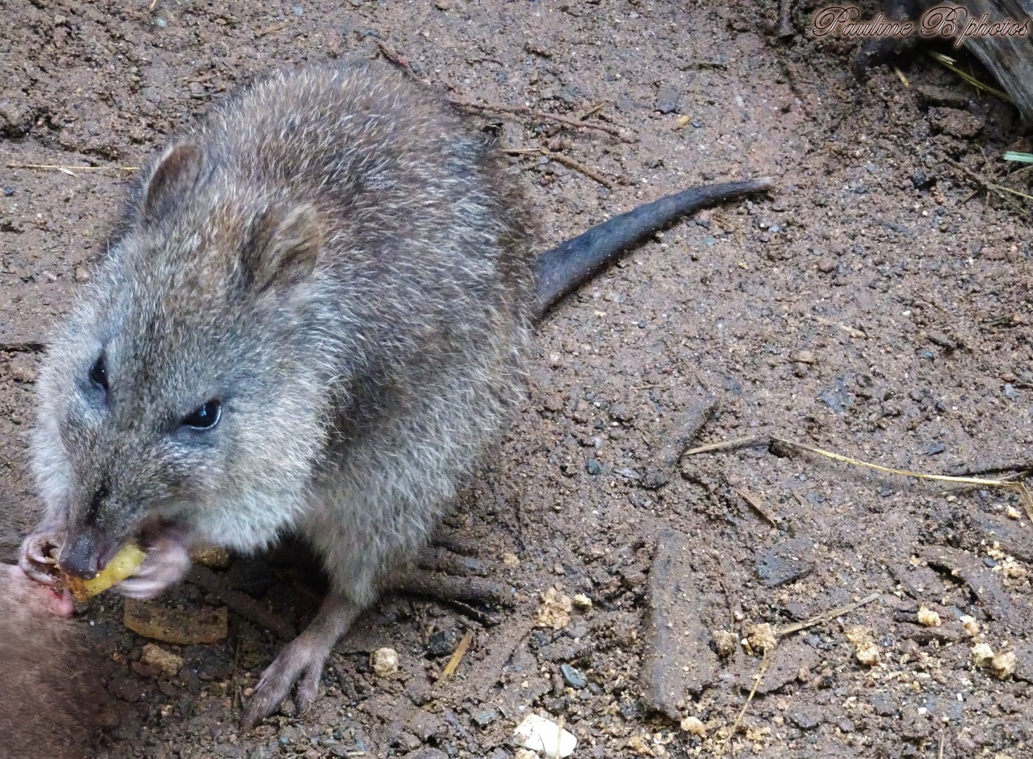 Long-Nosed Potoroo  16 November 2025