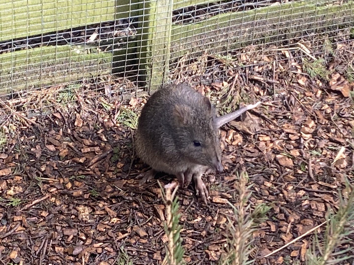 Long-nosed potoroo 250222