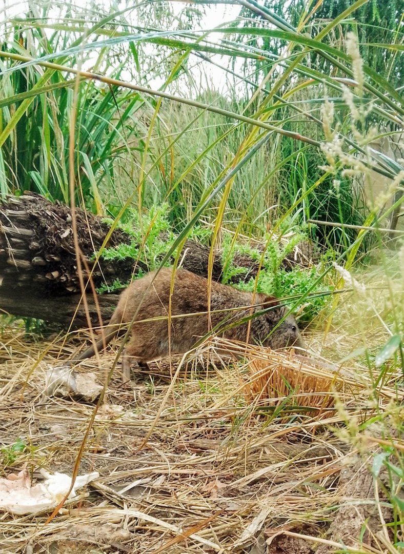 Long-nosed potoroo 290725