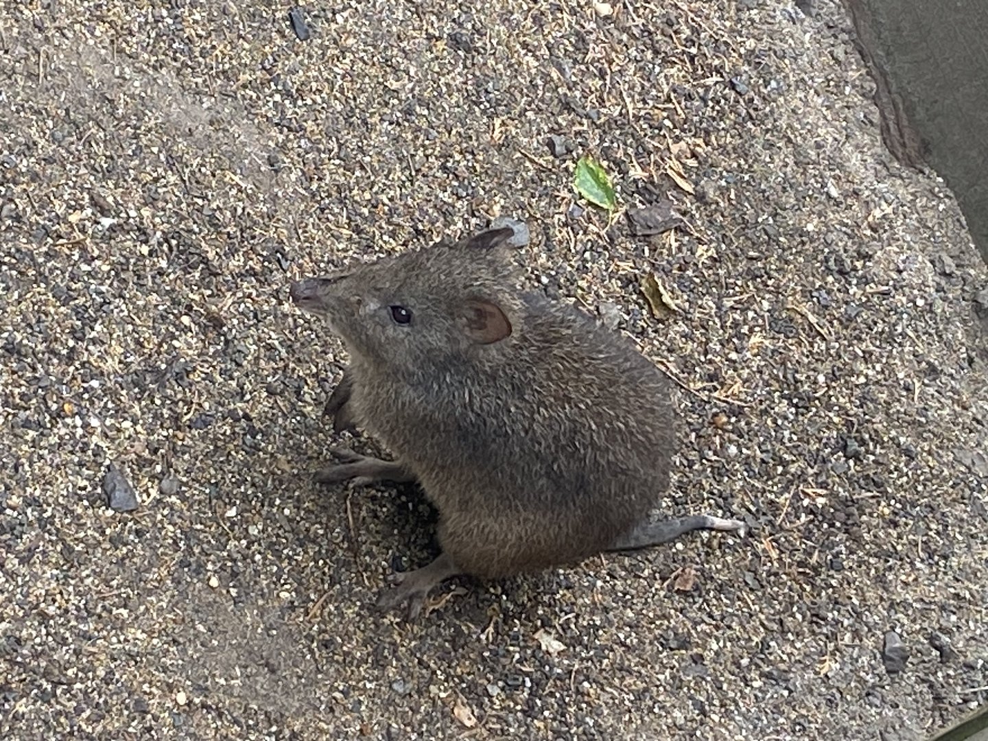 Long-nosed potoroo 300623