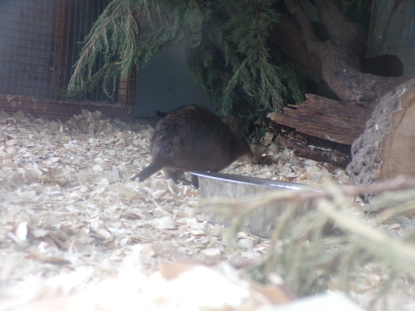Long-nosed potoroo 7.5.23
