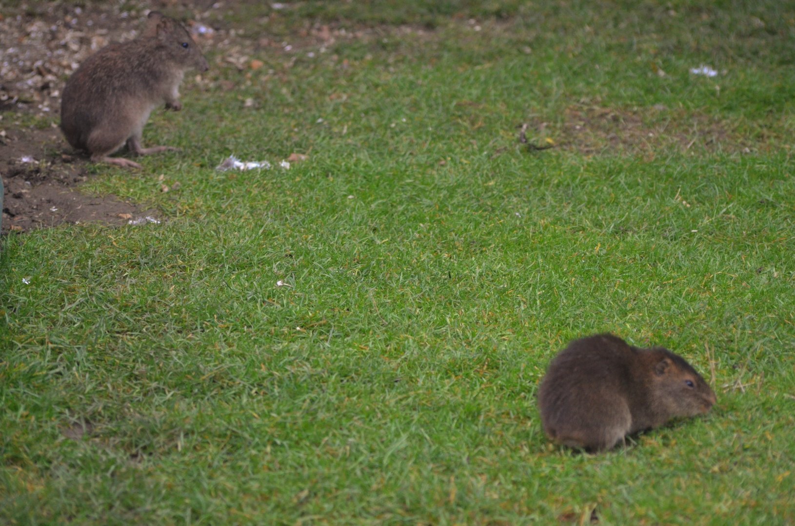 Long-nosed Potoroo and Swamp (Greater) Cavy at Hamerton, 19/11/16