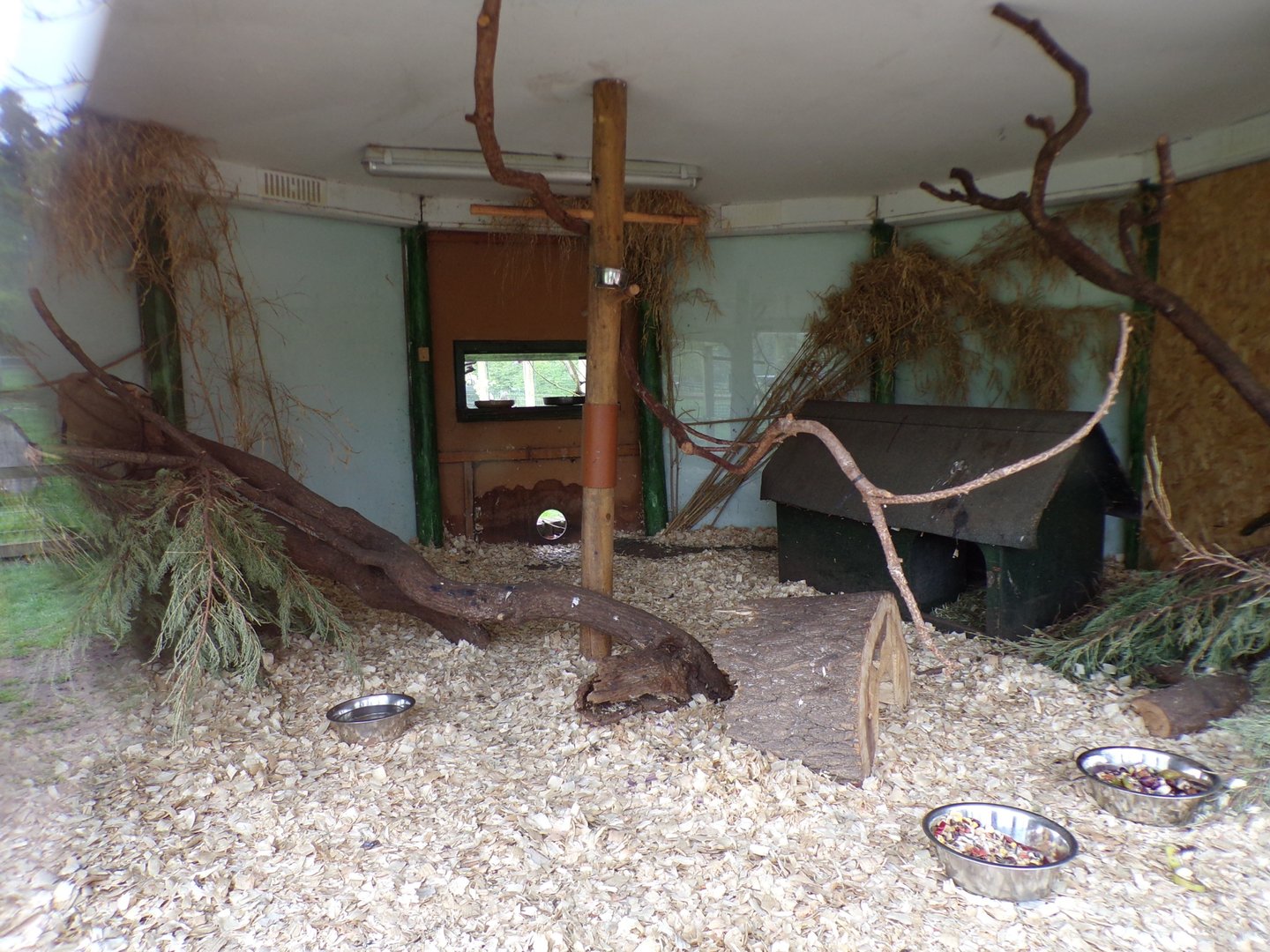 Long-nosed potoroo and Violet turaco indoors 7.5.23