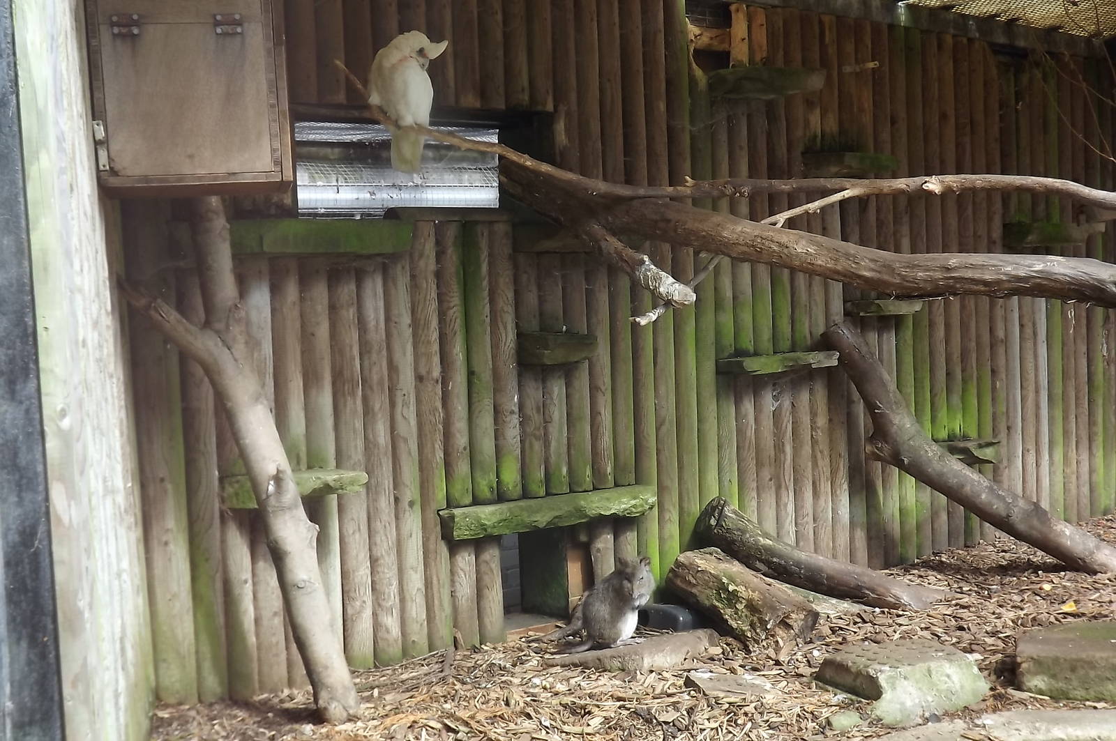 Long Nosed Potoroo and Western Billed Corella at Blackpool Zoo 17/06/12