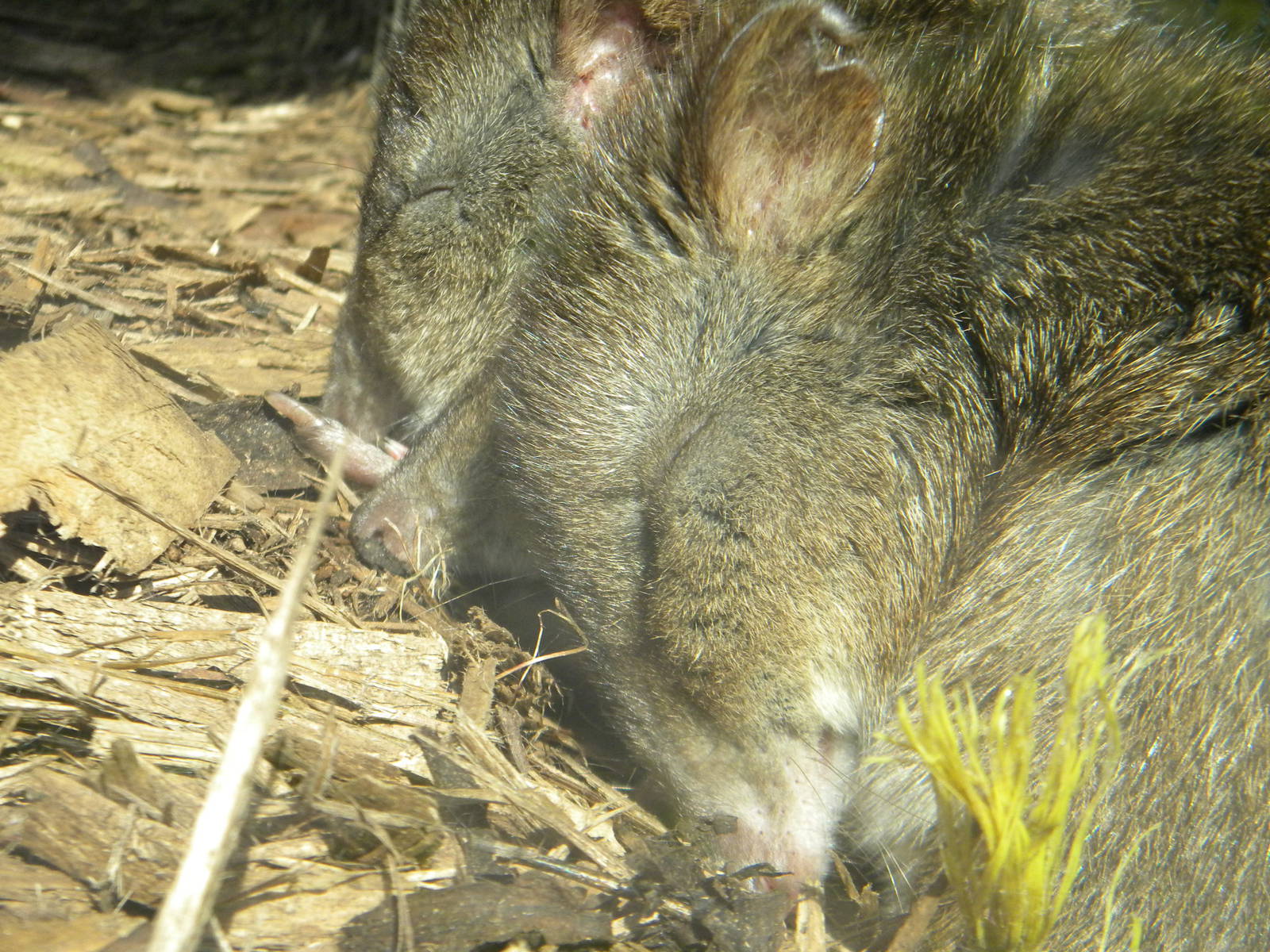 Long Nosed Potoroo at Blackpool Zoo 10th April 2011