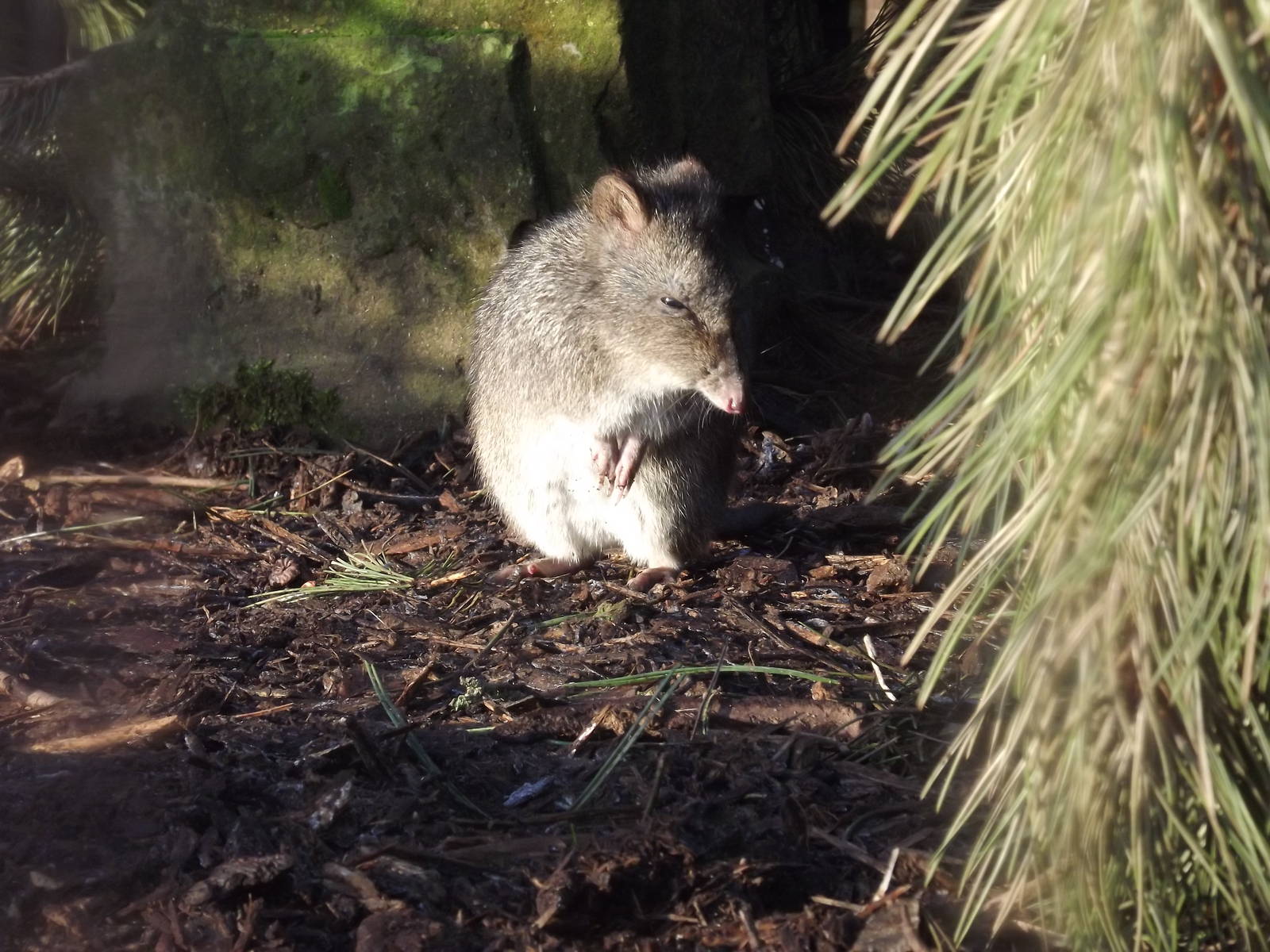 Long nosed potoroo at Blackpool Zoo 15/01/12