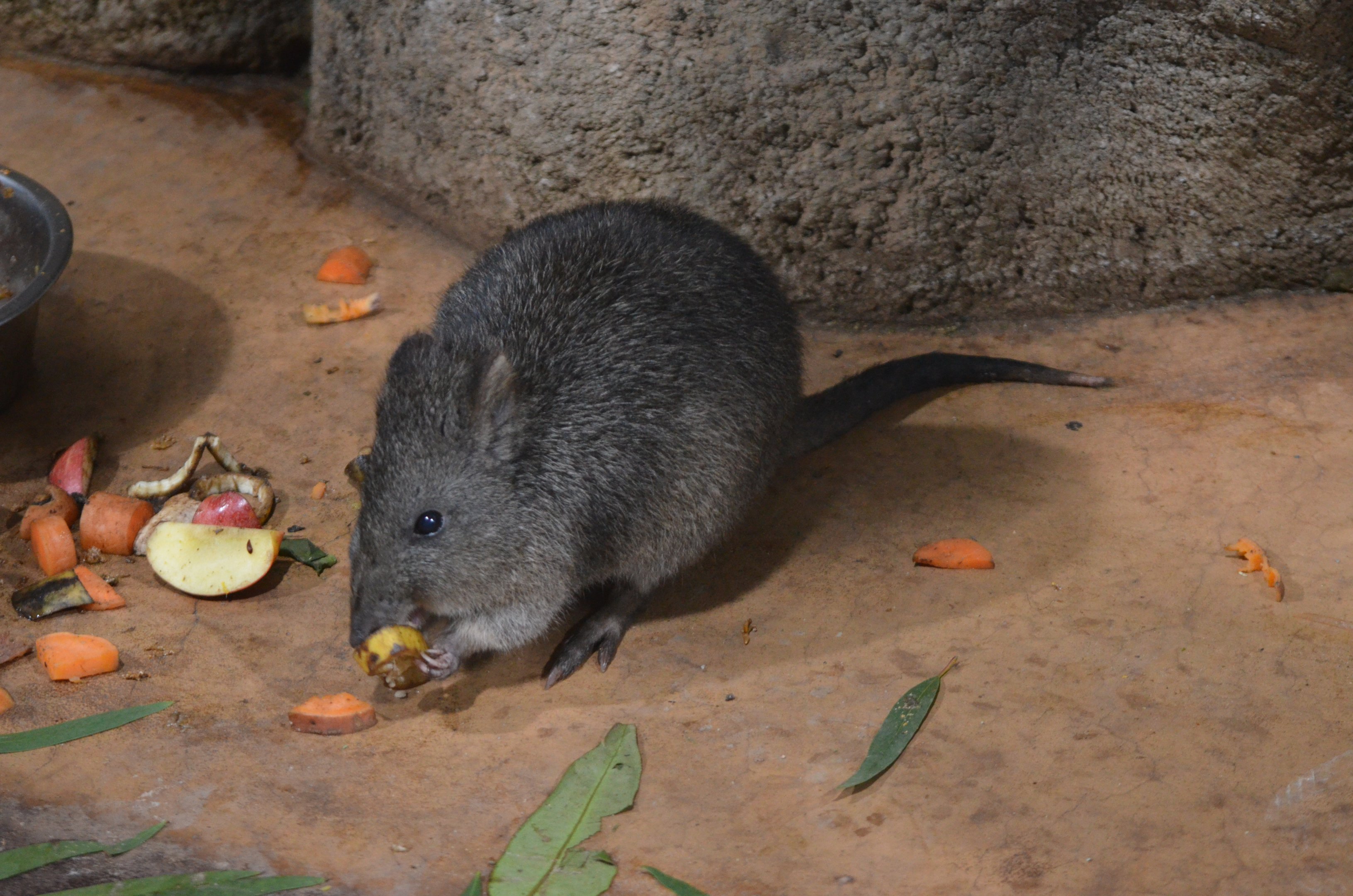 Long-nosed Potoroo at Longleat, 03/11/19