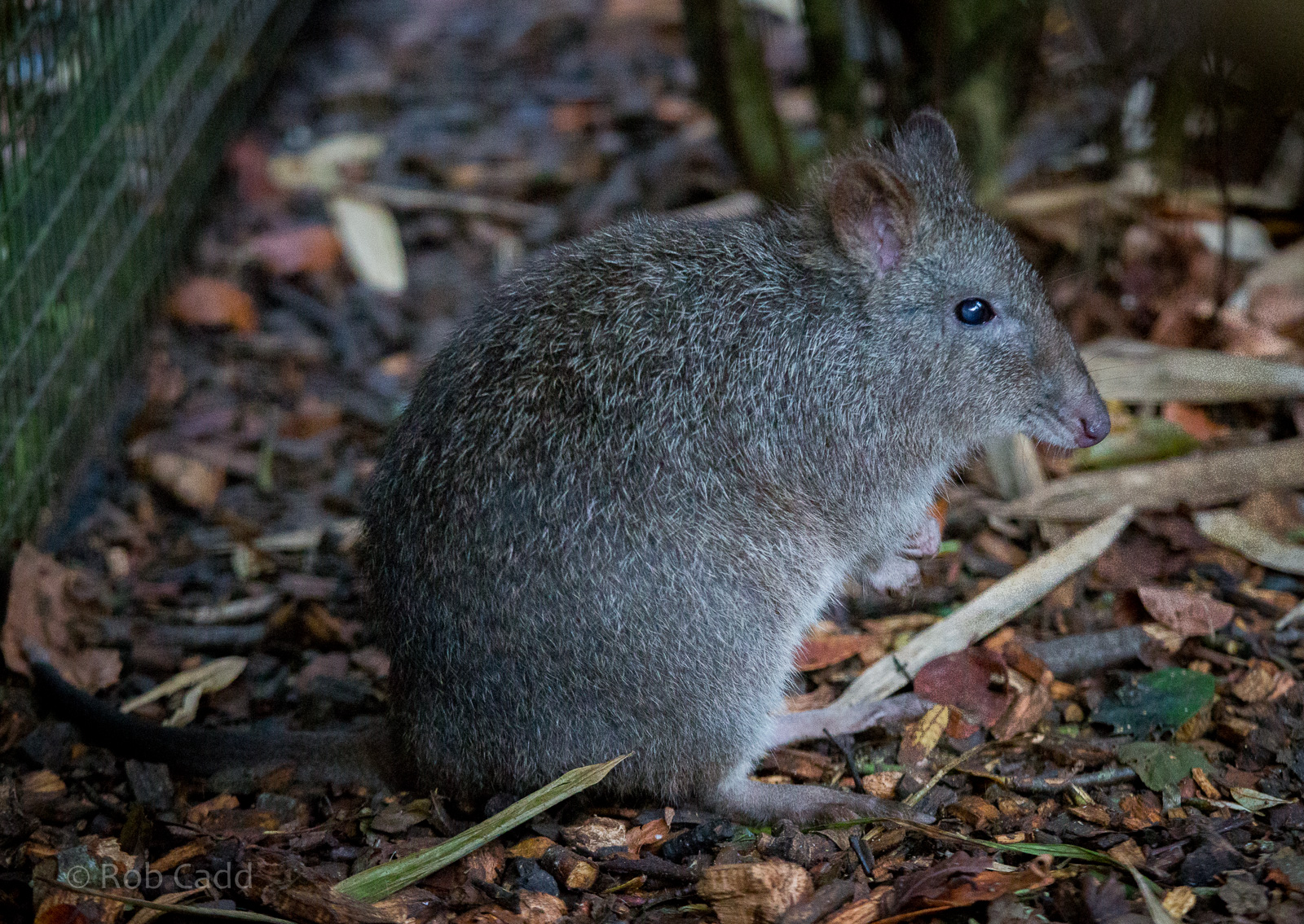 Long-nosed potoroo : Cotswold WP : 25 Oct 2014