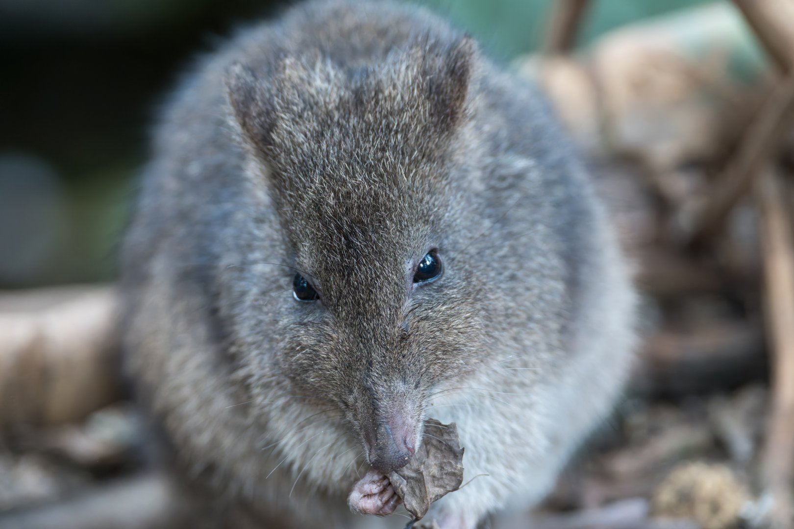 Long-Nosed Potoroo, CWP, UK